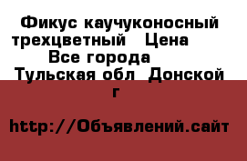 Фикус каучуконосный трехцветный › Цена ­ 500 - Все города  »    . Тульская обл.,Донской г.